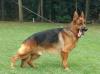  Yordan de intercanina