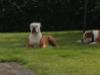Amazing Bulldogs Hope