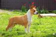 JCHRUS, CHRUS, CACIB Asti Dog House American Dream