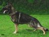 SG Basco vom wilden Klee
