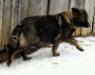 Layla vom Presley haus