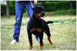  Andy Von Hause Golden Widershein