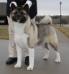 AKC CH Alchemist Gia Is Breath Taking Namika