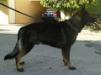 Faro Quinto Real K-9