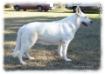  Surefire Nala's Pride N' Joy Of FWS