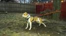 NKC CH Orange Crush of Pure Determination