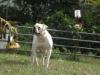 Rhody Bullies Mae West of HOC Bulldogs