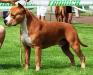 INT.CH. MESIC Red Pearl in Ginger