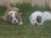 Doozey King Bulldog