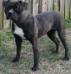 Bull City Kennel's Delilah of Konfederate Kennels