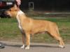 CH RUSSIA Unika For Asti dog house