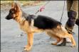 Rint av Zynken
