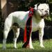 Chasteen's Far Beyond Driven aka Pantera PH .34 .32