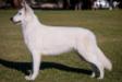 AUSTRALIAN GRAND CHAMPION Andesyn In For A Penny (AI)
