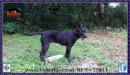 Rooster Reign brn 22811