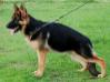 Yelia de K-9