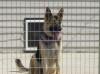  Duke Vom Frankenthal