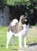 CH Gracemere's Domino Dazzler