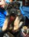 alma  vom royal kennel
