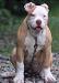 Covered Bridge Bulldogs Trixi of Lost Bloodline