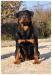 Orka Rottweiler Bomber