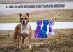 AKC/ RBIMBS UKC GRCH Chavez' Racin' with Horsepower