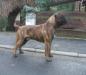  Digger del Paese