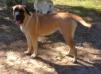 Lone Star Yella Rose of Rockport
