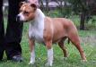 tatar's collie