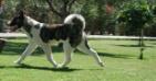 American Akitas House Star