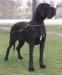 CH, CZE, CAJC, 4x CAC, 1x CACIB, Finlandia Claudia Bohemica