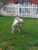 Garnett's Shuga of Allamericanbulldogs
