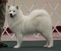 Ch Wintersong N Doubletake's WindWalker
