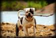 Masterbully's White Lightning of Chasteen's aka Hooch