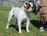 DogPound’s Spanky of OAB