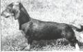  Grahamka Catonium