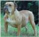  Gallant Farms' Rusty