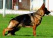 Sparta Vardar Wolf