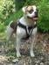  Shetan Bulls The Promis of Kiwi
