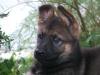 KONA von Lindesfarne