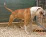Trinabull's Bastianu aka Golia