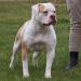 JR CH CenterBull's Sugar Magnolia of Urban