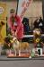 Est, LV CH, Est, Lt, Lv, Rus JnCH, TlnJW15, LtJW15 Rainbow King of Ring's