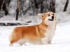  Snow Stail Godness of Beauty
