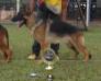 Boss do Assyrius