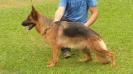 Bella do Assyrius