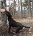 CATCH DOG Brave Heart's PUMA