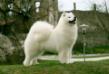 WW EUW CIB MULTICH MULTIJCH CRUFTS WINNER Pilgrimage Snowball