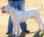 Bilt Tuff's Insane Brody