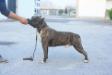 Staff'Delux John Coffey